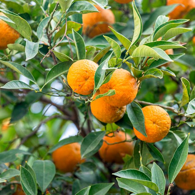 lækker frugtsaft fra rynkeby