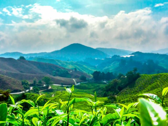 Mountain kaffeplantager i højlandet